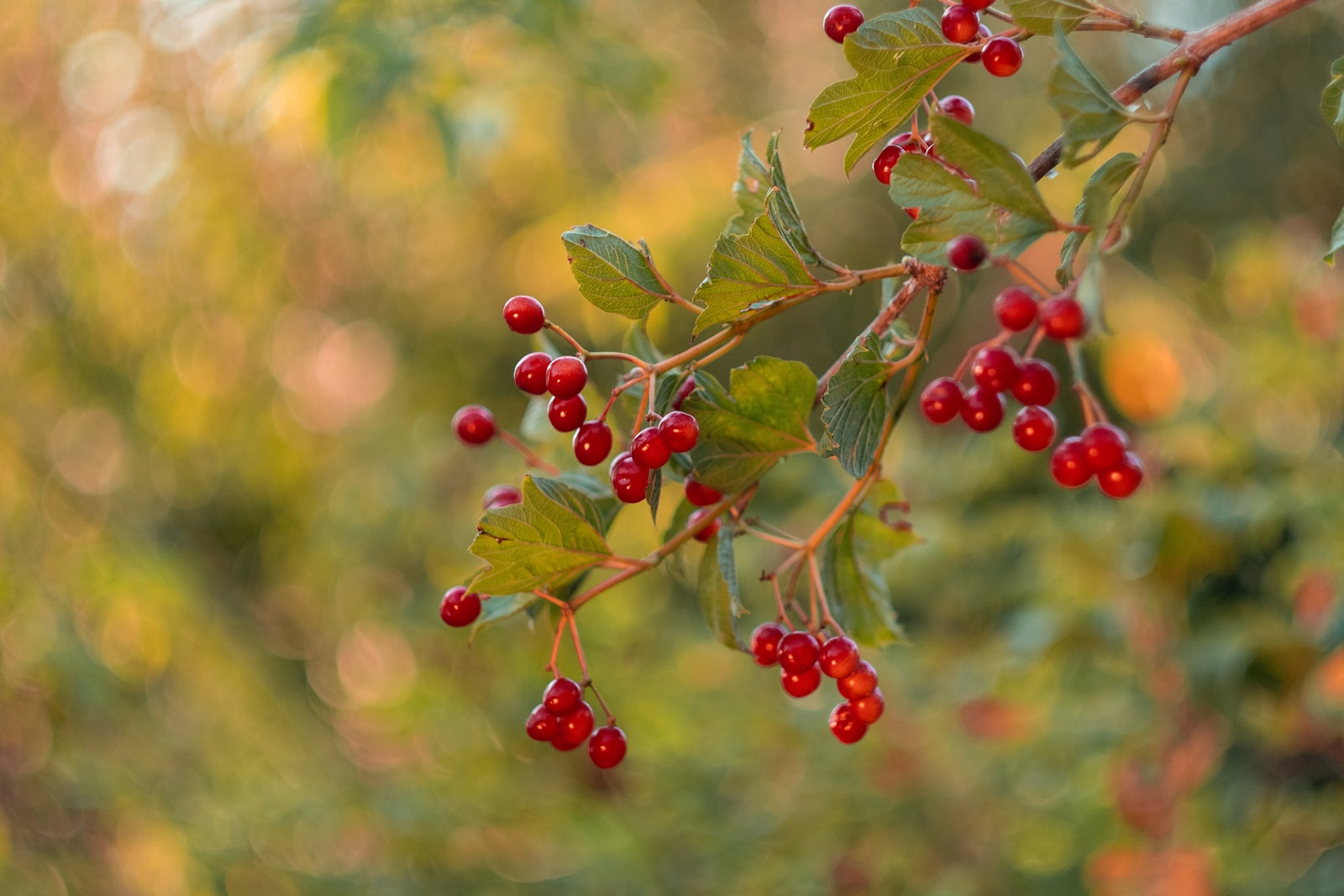 red round fruits on green tree during daytime